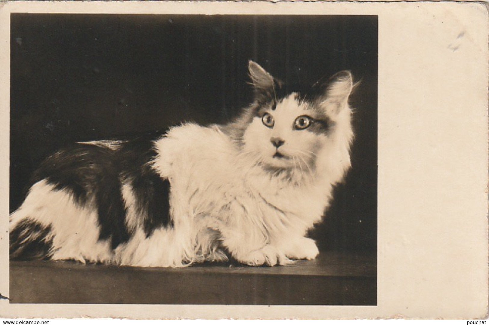 AA+ 50- CARTE PHOTO DE CHAT , CHATON - Cats