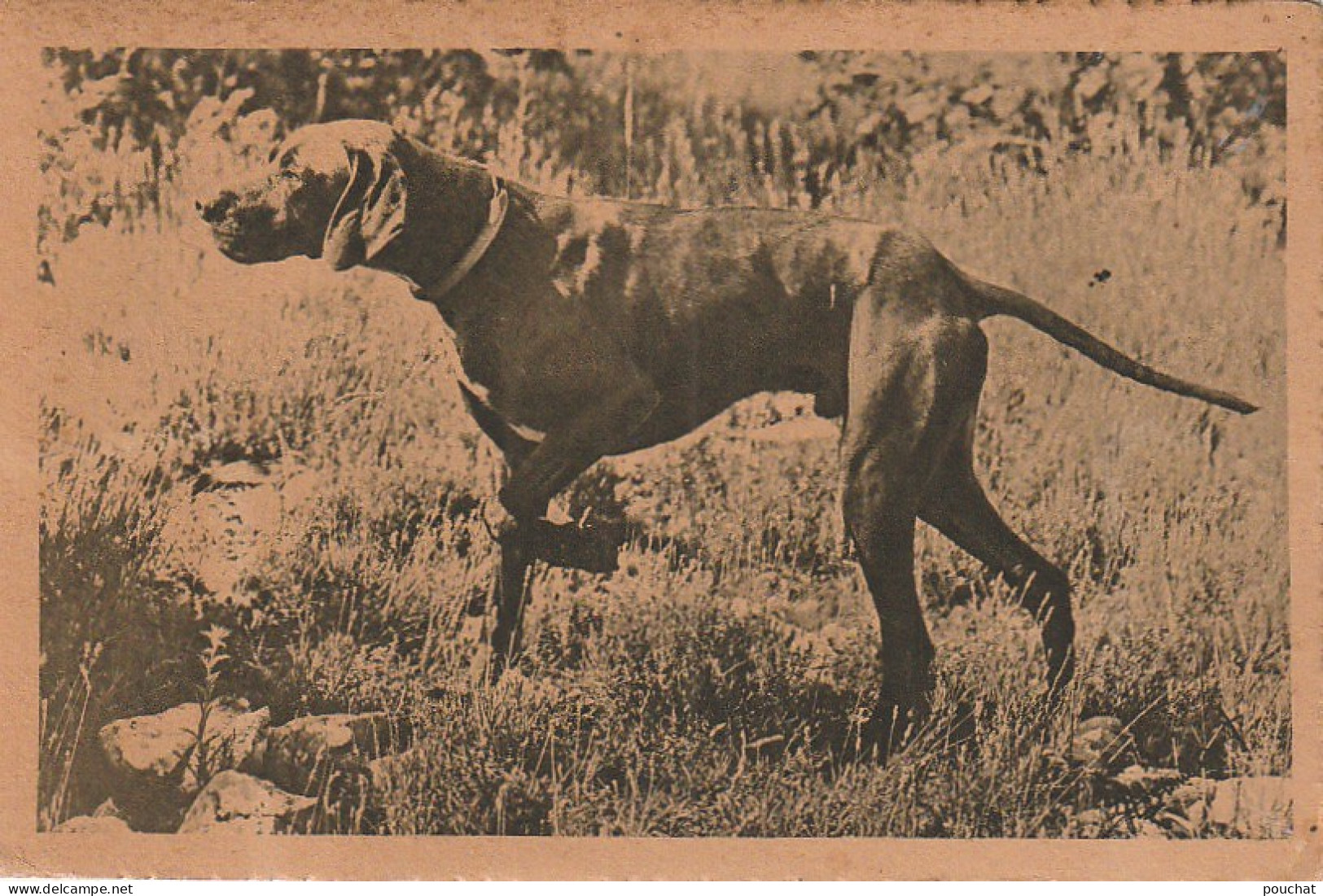 AA+ 50- CHIEN RACE BRAQUE  - Hunde