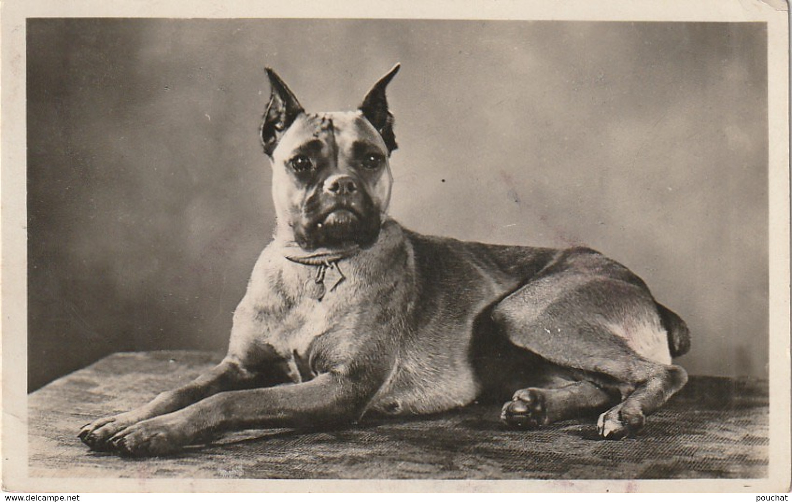 AA+ 50- CHIEN RACE BOXER - CARTE PHOTO  - Hunde