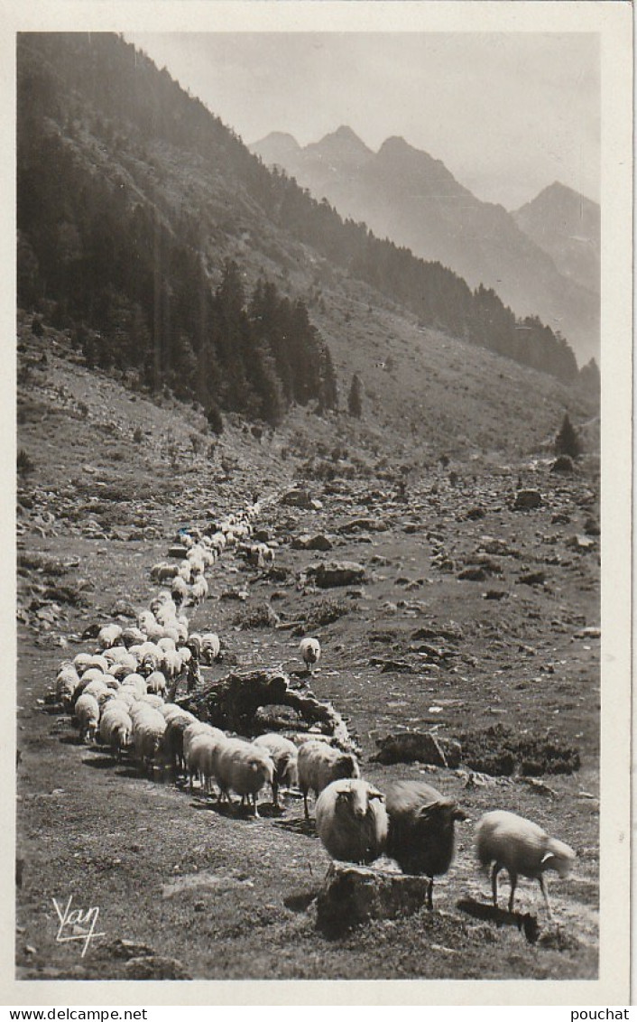 AA+ 84-(65) CAUTERETS - VALLEE DE LUTOUR  - TROUPEAU VENANT DES HAUTS PATURAGES - MOUTONS - Cauterets