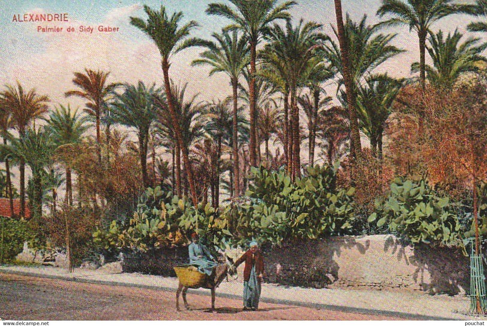 AA+ 87- ALEXANDRIE ( EGYPTE ) - PALMIER DE SIDY GABER - Alexandrie