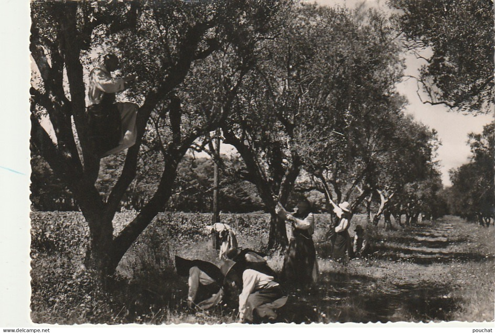 AA+ 93-(06) ABBAYE DE NOTRE DAME DE LERINS - ILE SAINT HONORAT - CUEILLETTE DES OLIVES - Cultivation