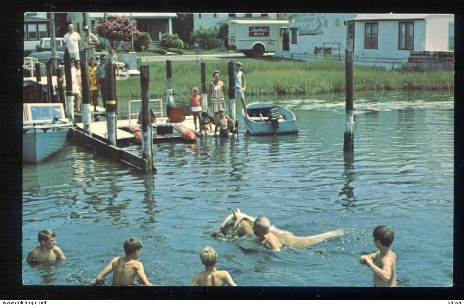 USA - Chincoteague "Cloudy"  Goes Swimming   Pony  Farm Poney - Sonstige & Ohne Zuordnung