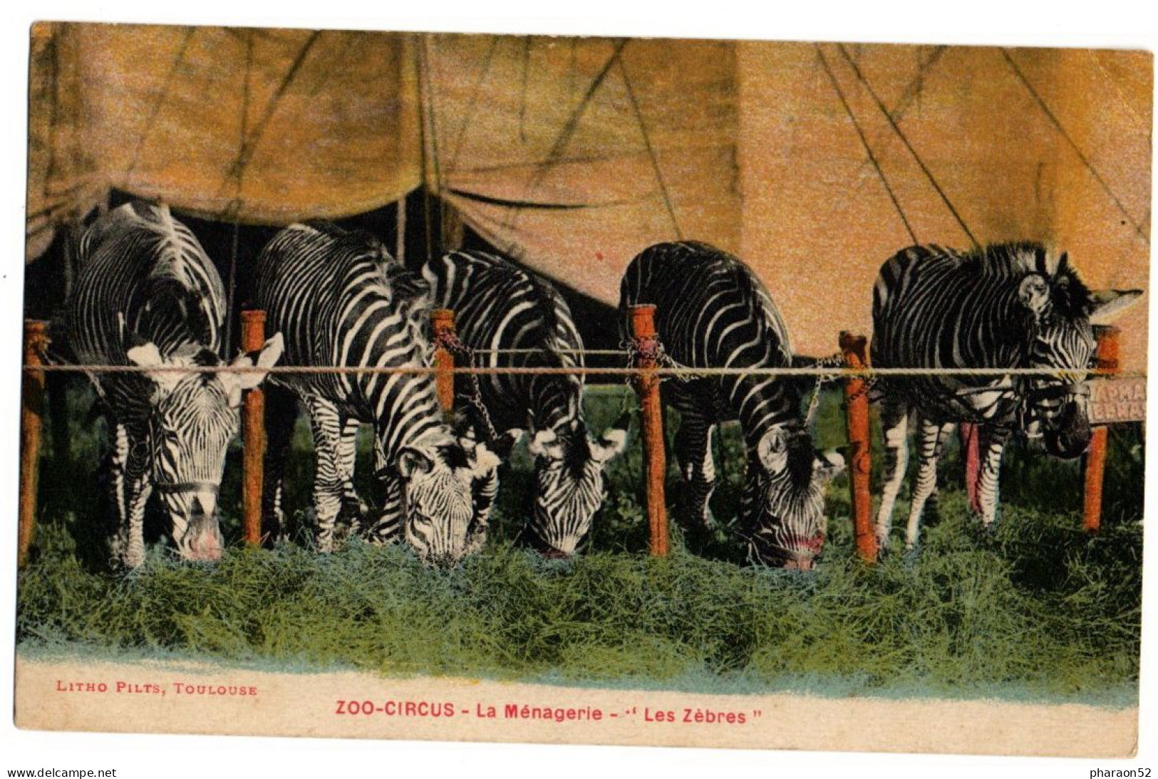 Zoo Circus- Les Zebres - Otros & Sin Clasificación