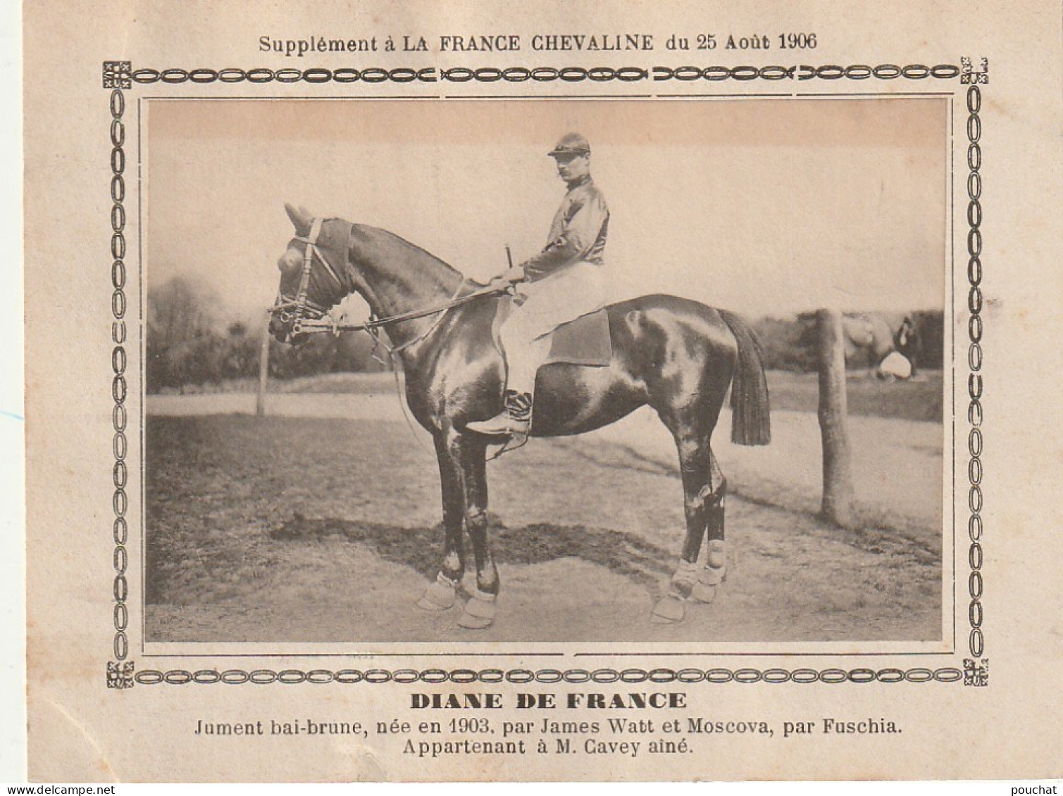 AA+ - " DIANE DE FRANCE " - JUMENT BAI BRUNE APPARTENANT A M. CAVEY AINE - SUPPL. FRANCE CHEVALINE AOUT 1906 - Paardensport