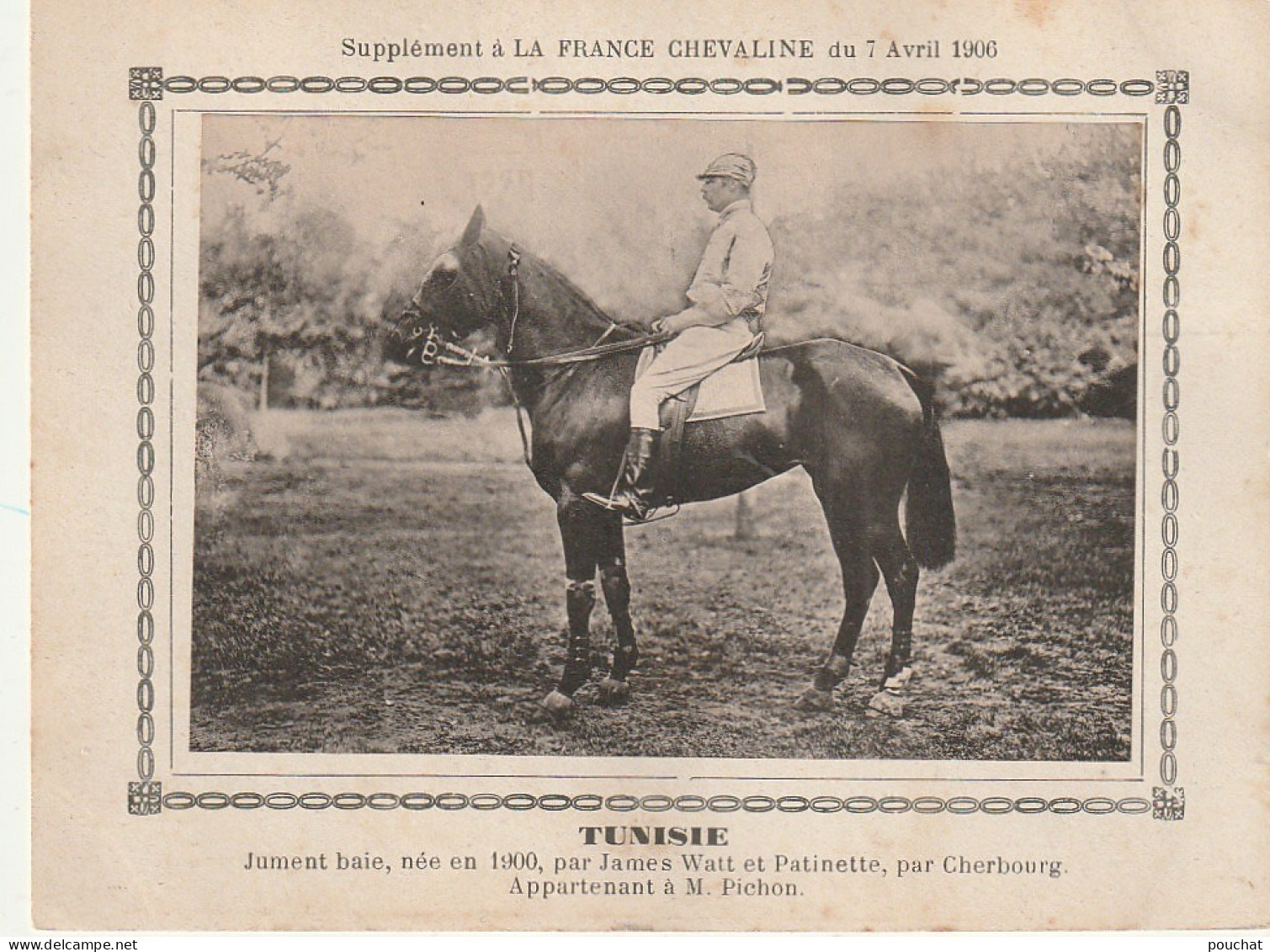 AA+ - " TUNISIE " - JUMENT BAIE  APPARTENANT A M. PICHON - SUPPL. FRANCE CHEVALINE AVRIL 1906 - Hippisme