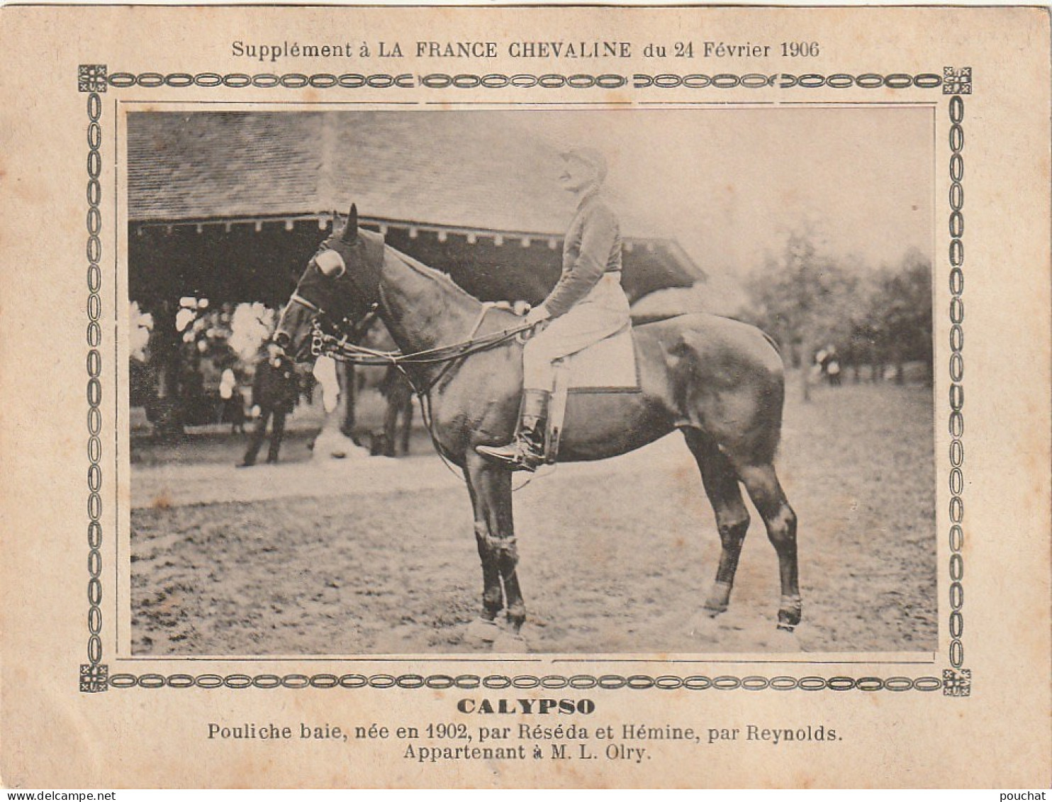 AA+ - " CALYPSO " - POULICHE BAIE  APPARTENANT A M. L. OLRY - SUPPL. FRANCE CHEVALINE FEVRIER 1906 - Hípica