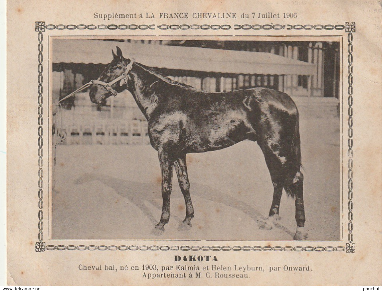AA+ - " DAKOTA " - CHEVAL BAI  APPARTENANT A M. C. ROUSSEAU - SUPPL. FRANCE CHEVALINE  JUILLET 1906 - Reitsport
