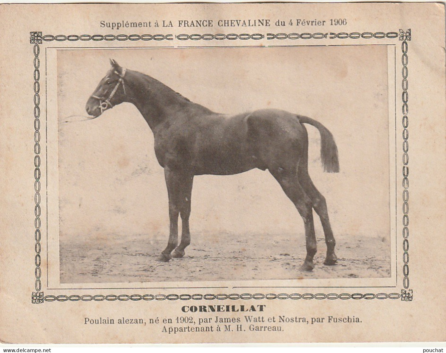 AA+ - " CORNEILLAT " - POULAIN ALEZAN  APPARTENANT A M. H. GARREAU - SUPPL. FRANCE CHEVALINE  FEVRIER 1906 - Horse Show