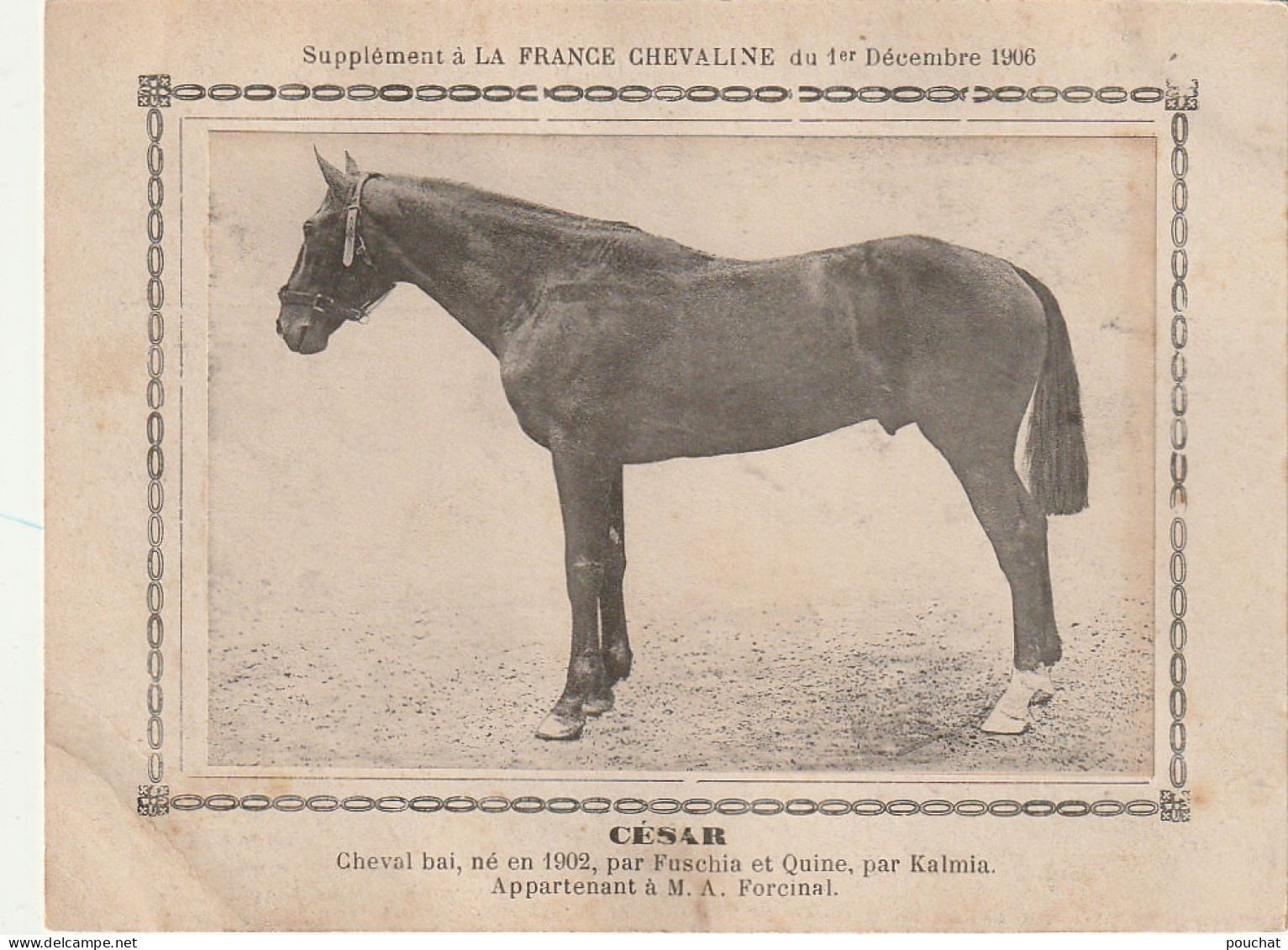 AA+ - " CESAR " - CHEVAL BAI  APPARTENANT A M. A. FORCINAL - SUPPL. FRANCE CHEVALINE DECEMBRE 1906 - Paardensport
