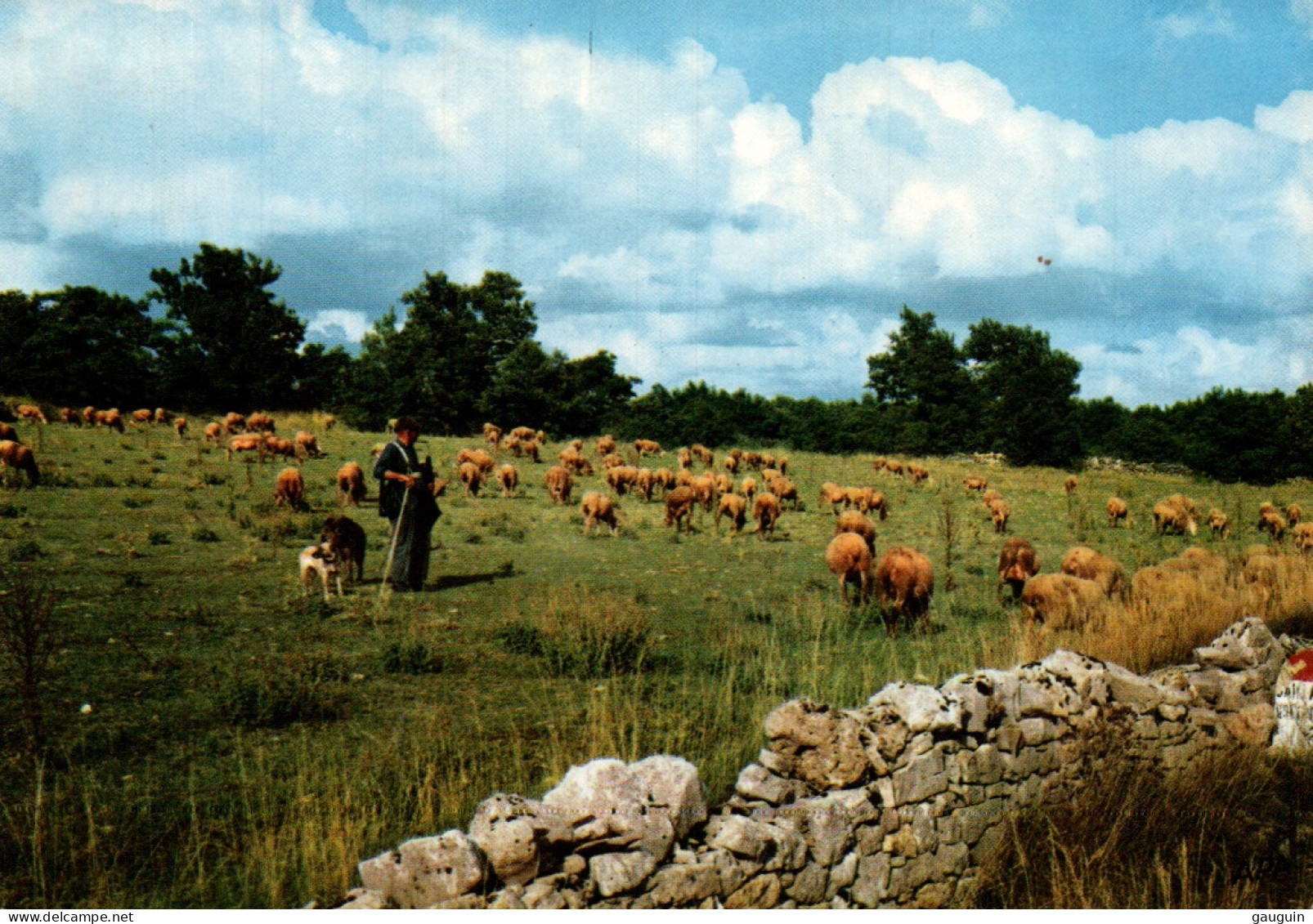 CPM - Scène Pastorale (troupeau) - Edition Apa-Poux - Breeding