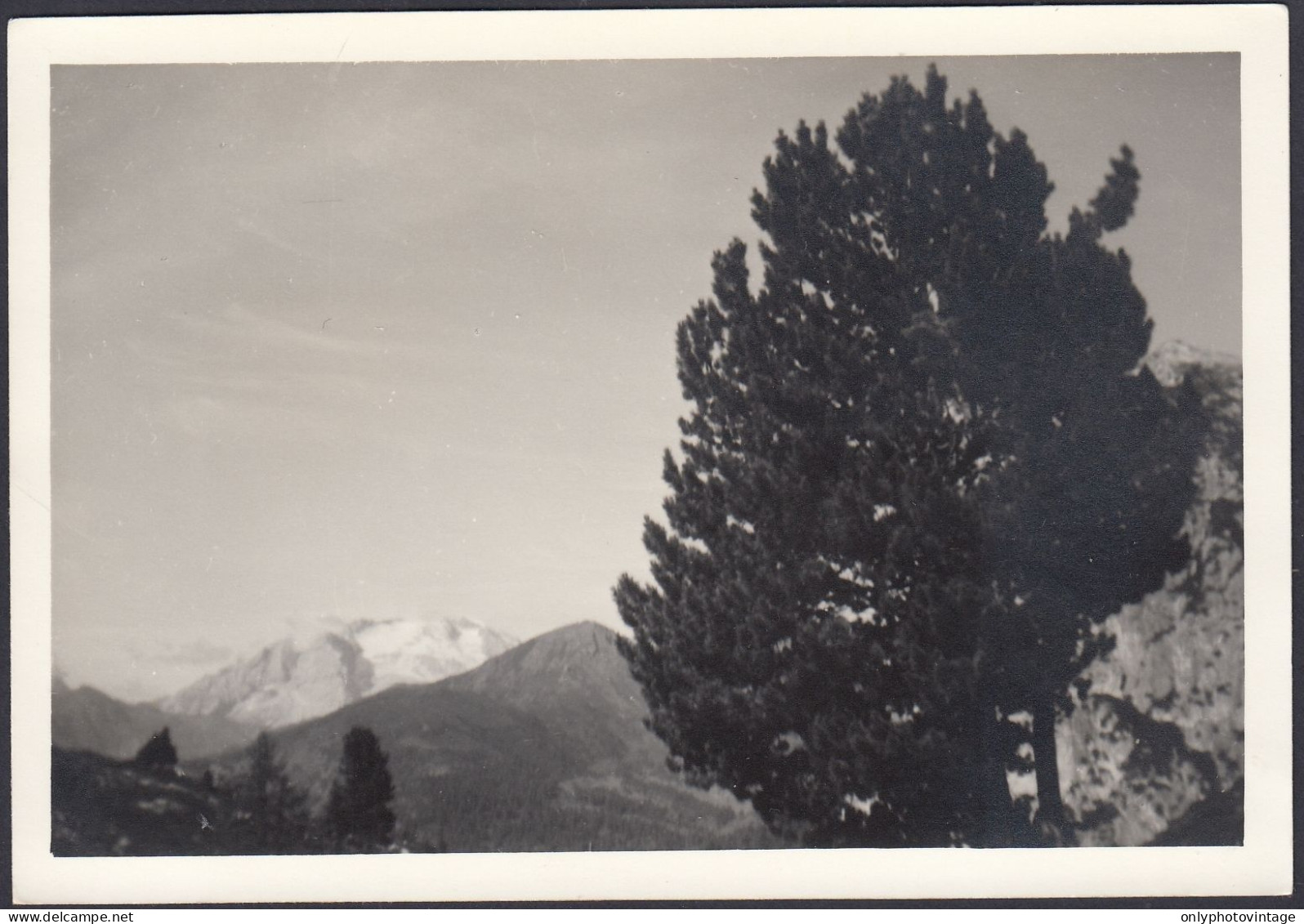 Dolomiti - Catena Montuosa Da Identificare - Albero - 1950 Foto Vintage - Places