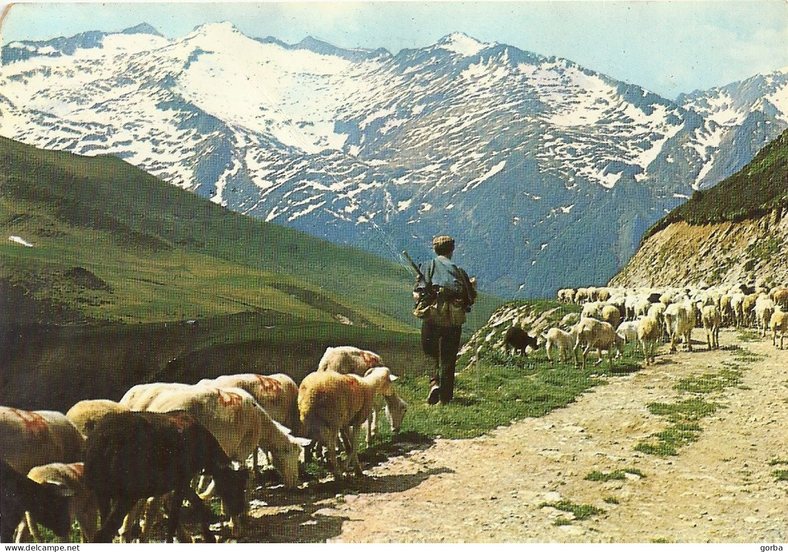 *CPM  - 09 - USTOU - Transhumance Au Cirque D'Ustou - Thème élevage Ovins - Autres & Non Classés