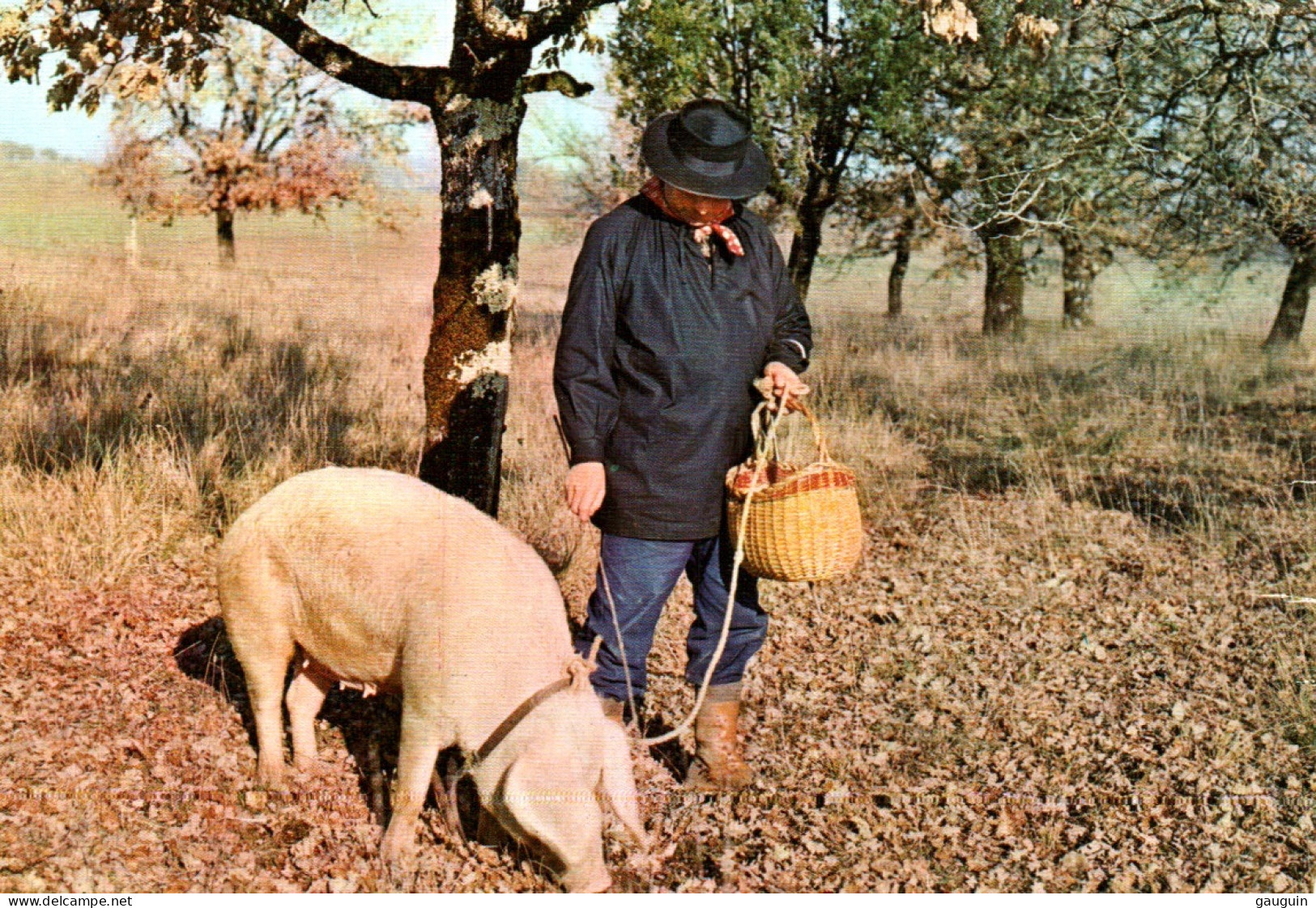 CPM - PÉRIGORD - Chercheur De Truffes - Edition René - Otros & Sin Clasificación