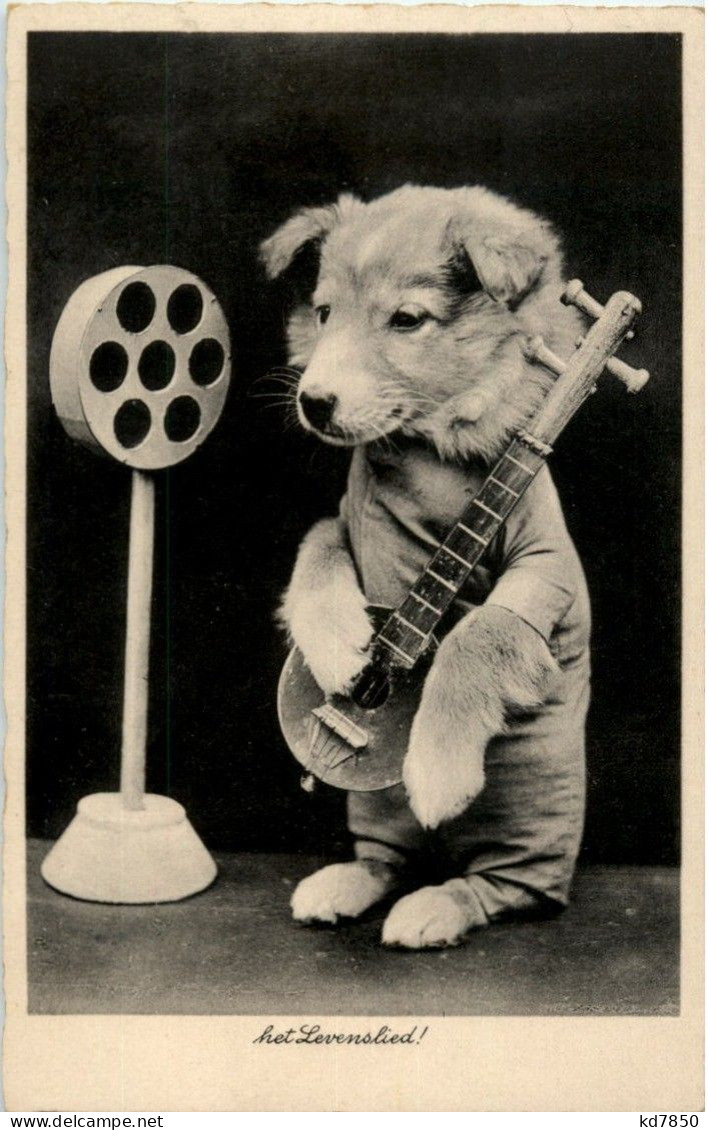 Hund Spielt Gitarre - Dogs