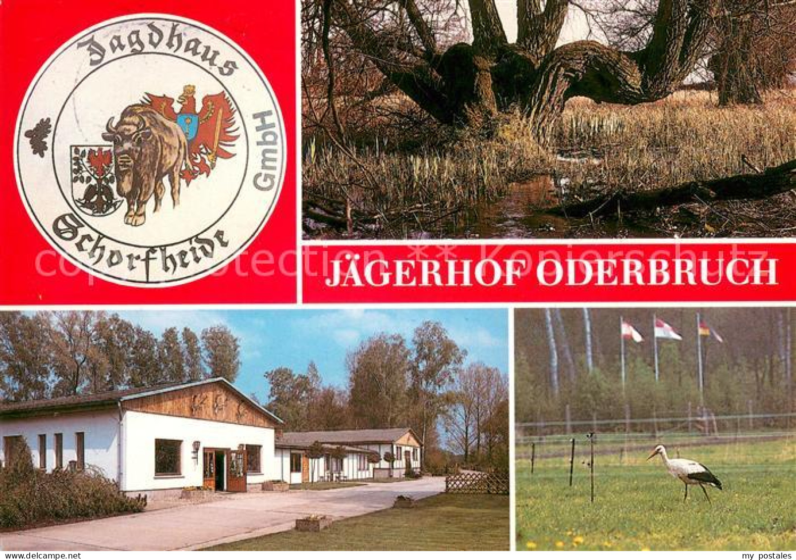 73647563 Liepe Jueterbog Jaegerhof Oderbruch Storch Uferboeschung Liepe Jueterbo - Sonstige & Ohne Zuordnung