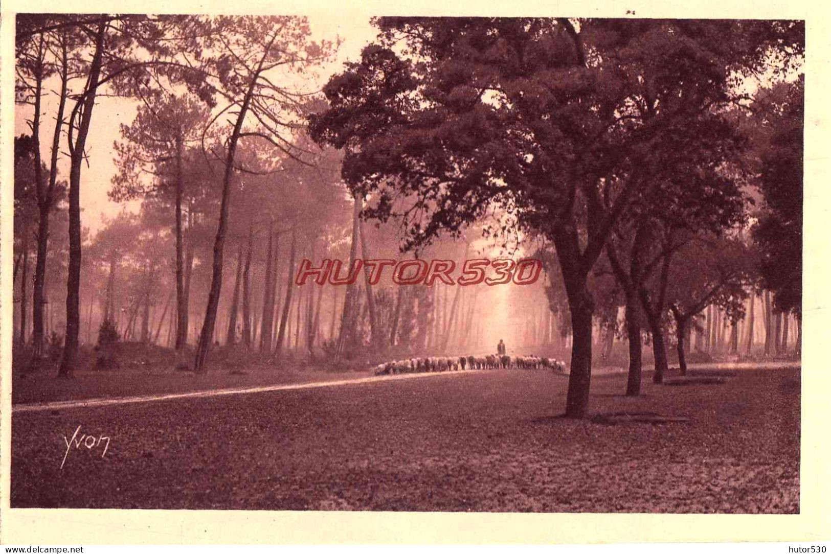 CPA HOSSEGOR - TROUPEAU DE MOUTONS DANS LA FORET - Hossegor