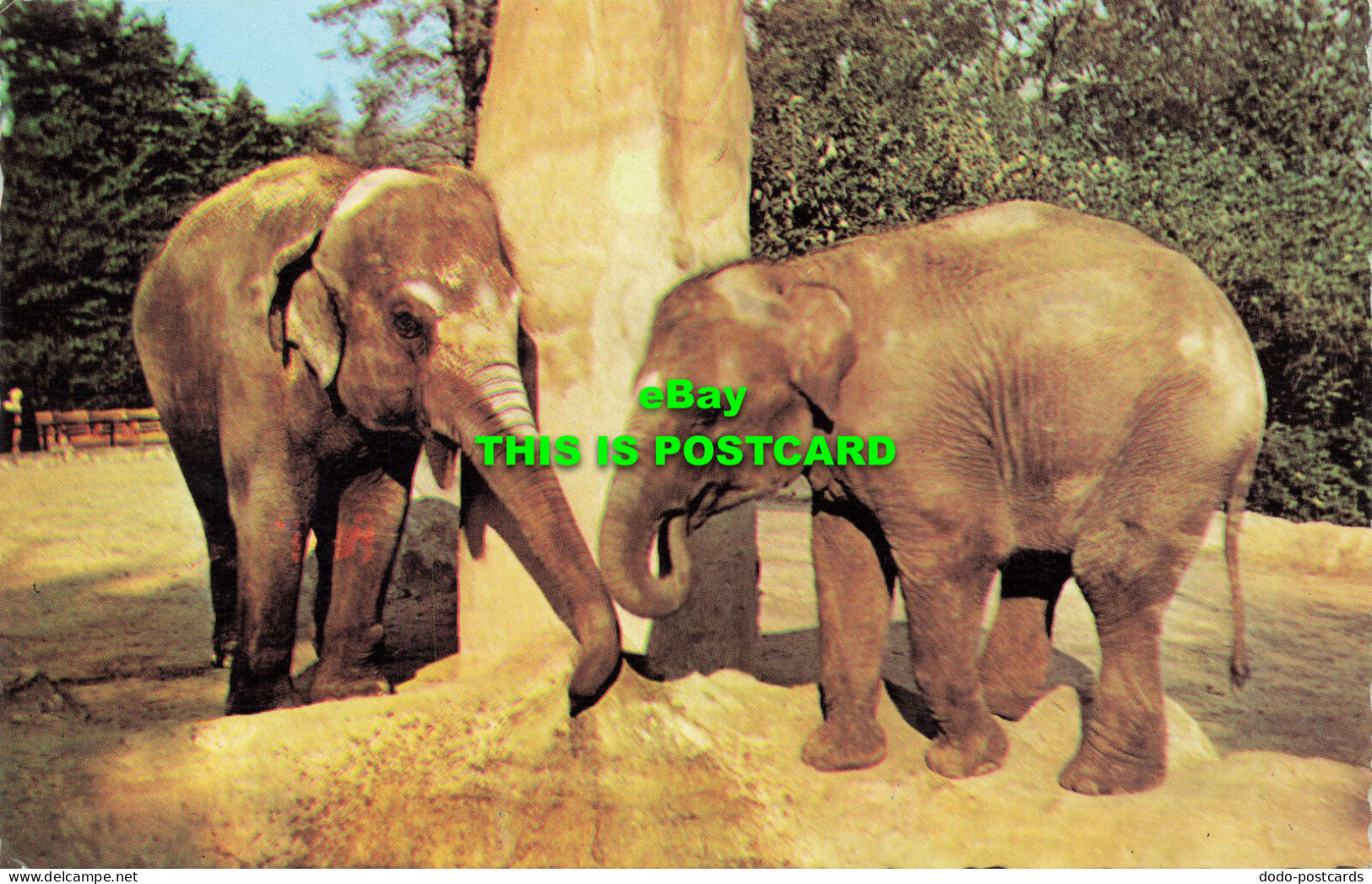 R579698 Indian Elephants. Zoological Society Of London. Natural Colour Series - Other & Unclassified