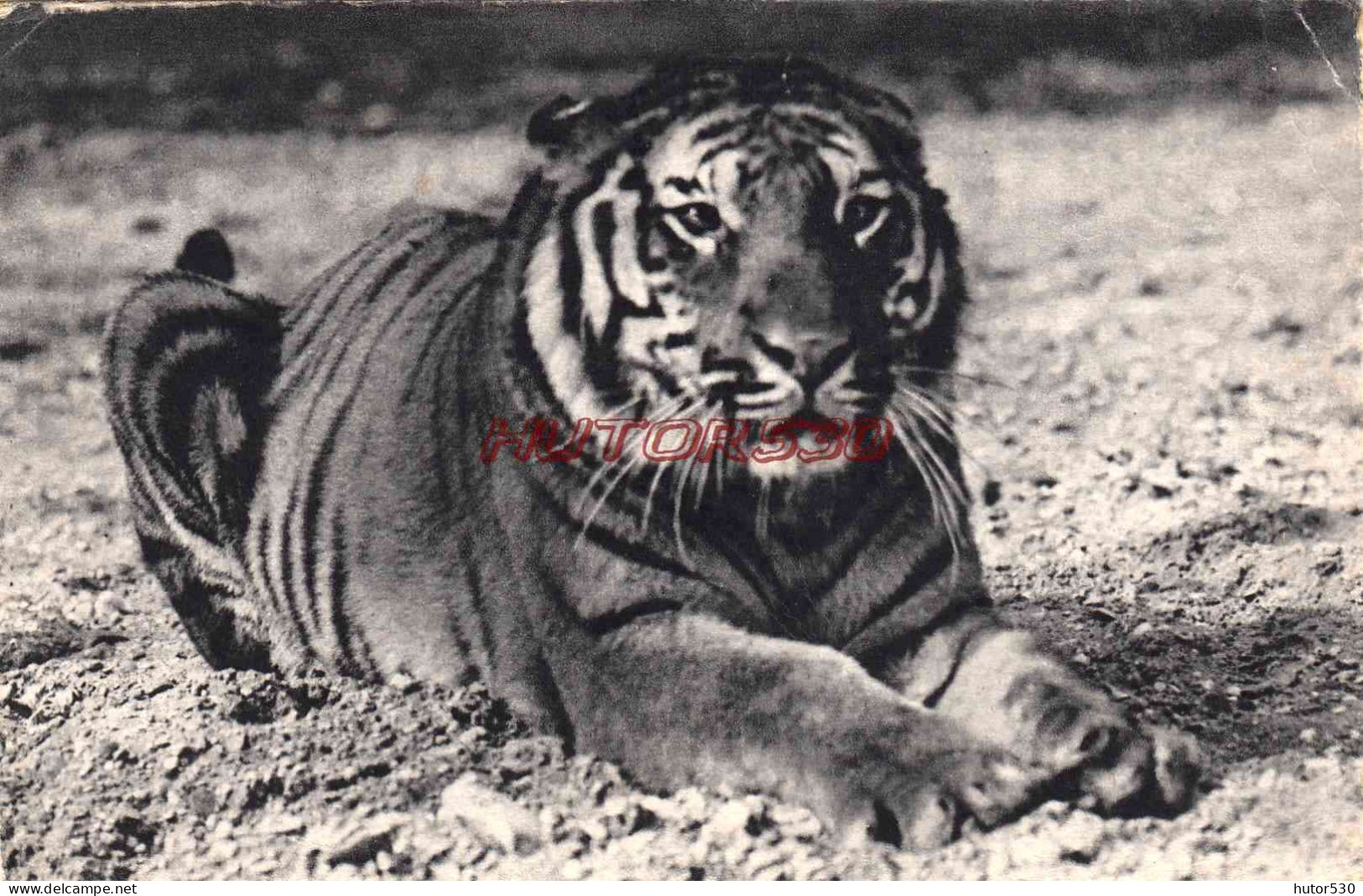 CPA PARIS - PARC ZOOLOGIQUE VINCENNES - TIGRE DU BENGALE - Parques, Jardines