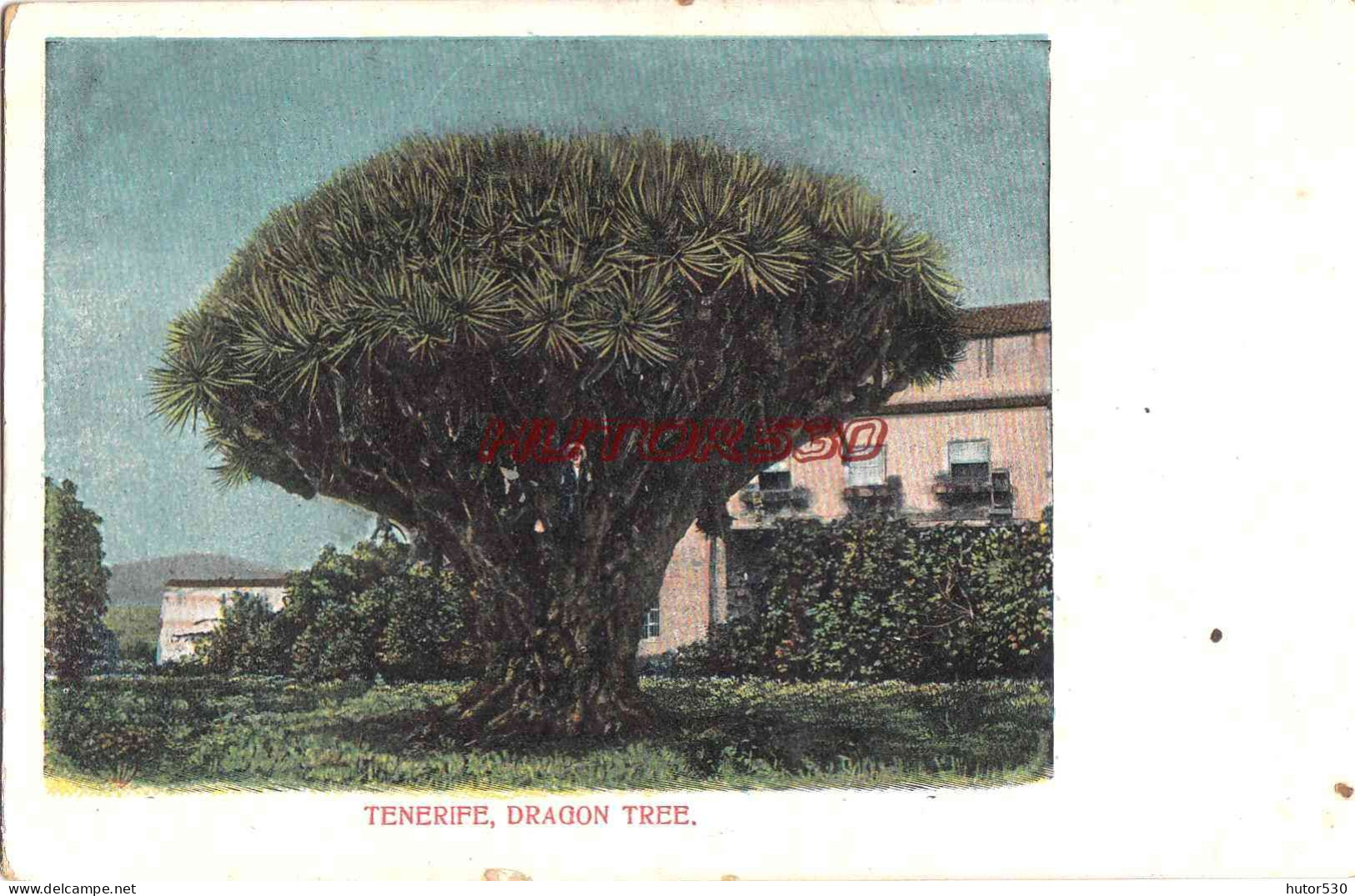 CPA TENERIFE - DRAGON TREE - Tenerife