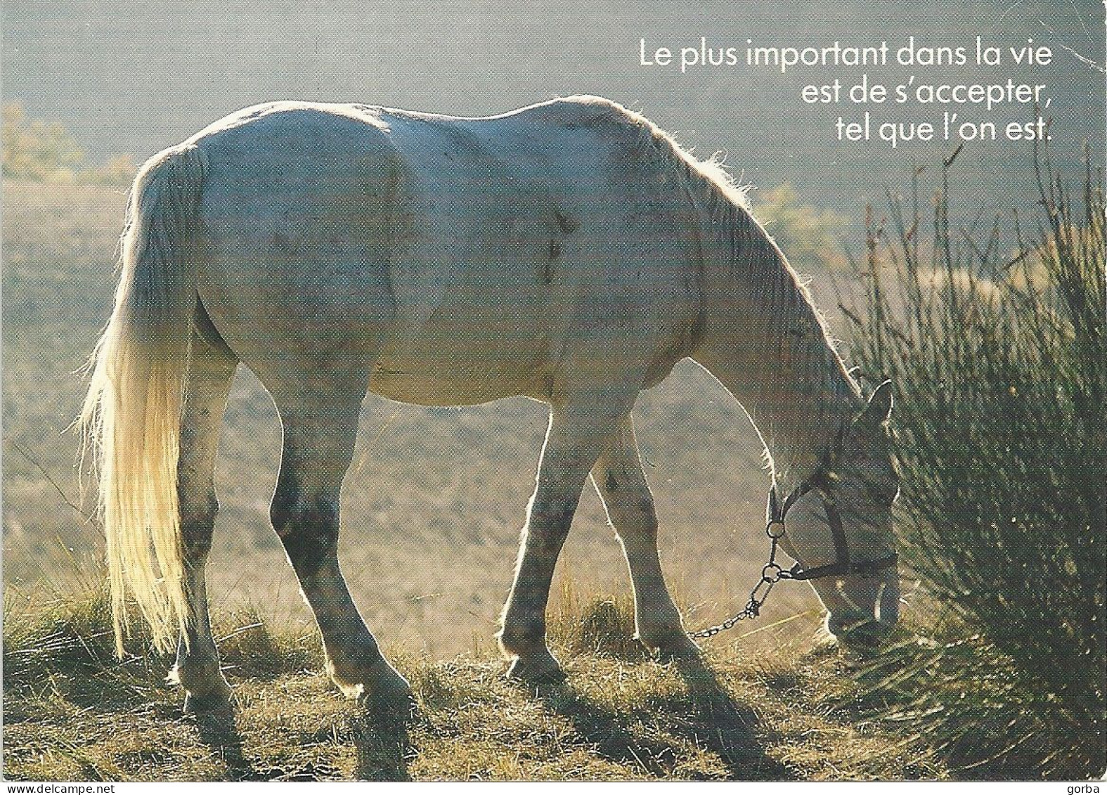 *CPM - Cheval - Le Plus Important Dans La Vie Est De S'accepter Tel Que L'on Est - Filosofie