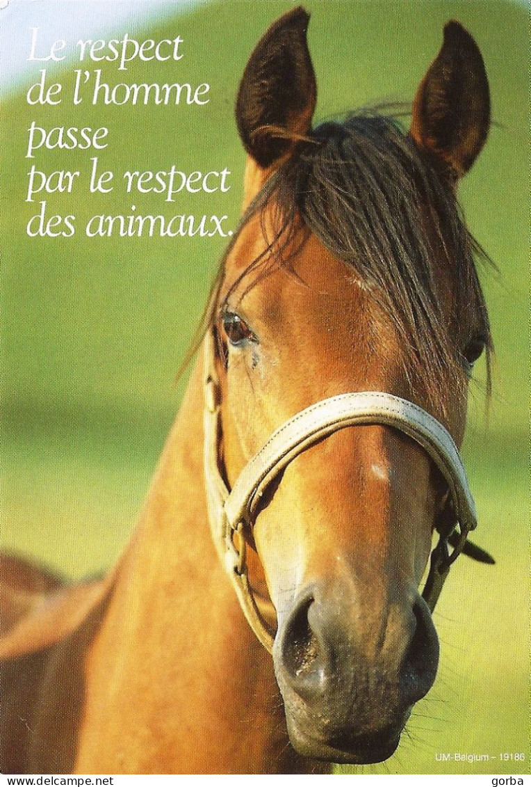 *CPM - Cheval - Le Respect De L'homme Passe Par Le Respect Des Animaux - Filosofia & Pensatori