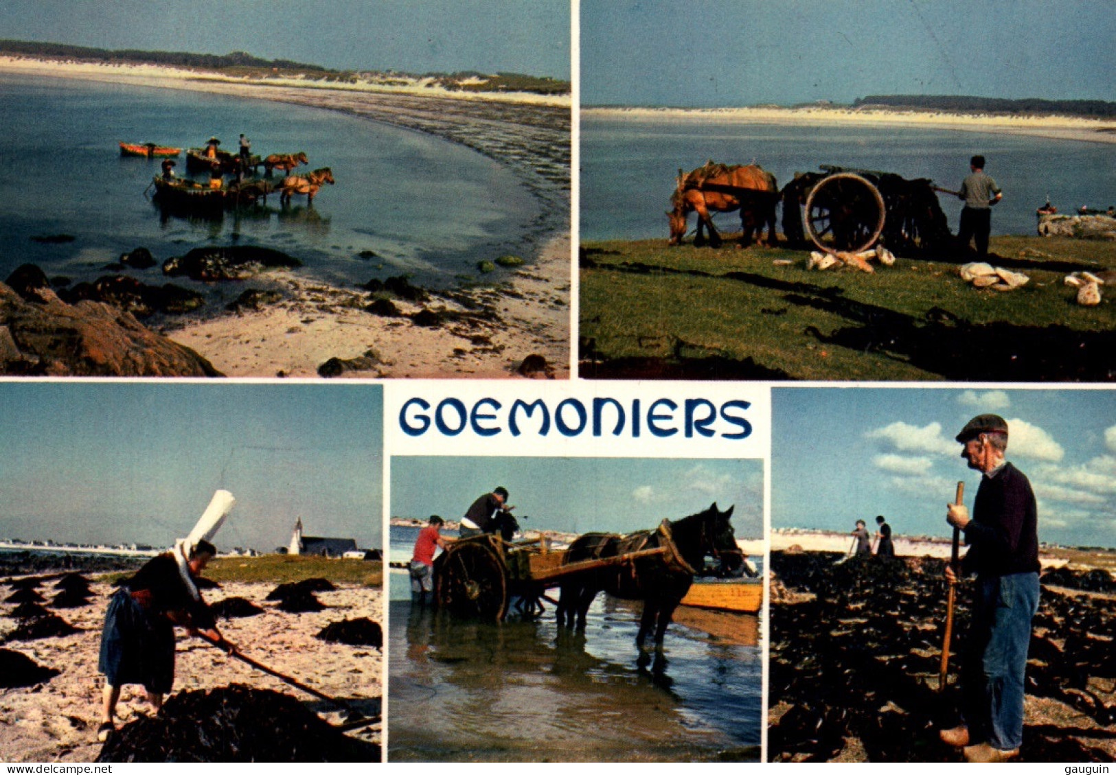 CPM - GOÉMONIERS De BRETAGNE - Ramassage Du Goémon Et épandage Sur La Côte Pays Bigouden - Edition Jos Le Doaré - Pesca