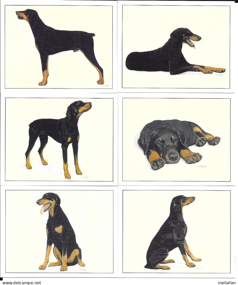 AB96 - SERIE 6 CARTES FORMAT 6 X 7.8 CM - IMPERIAL DOG COLLECTION CHIENS - DOBERMANN - Other & Unclassified