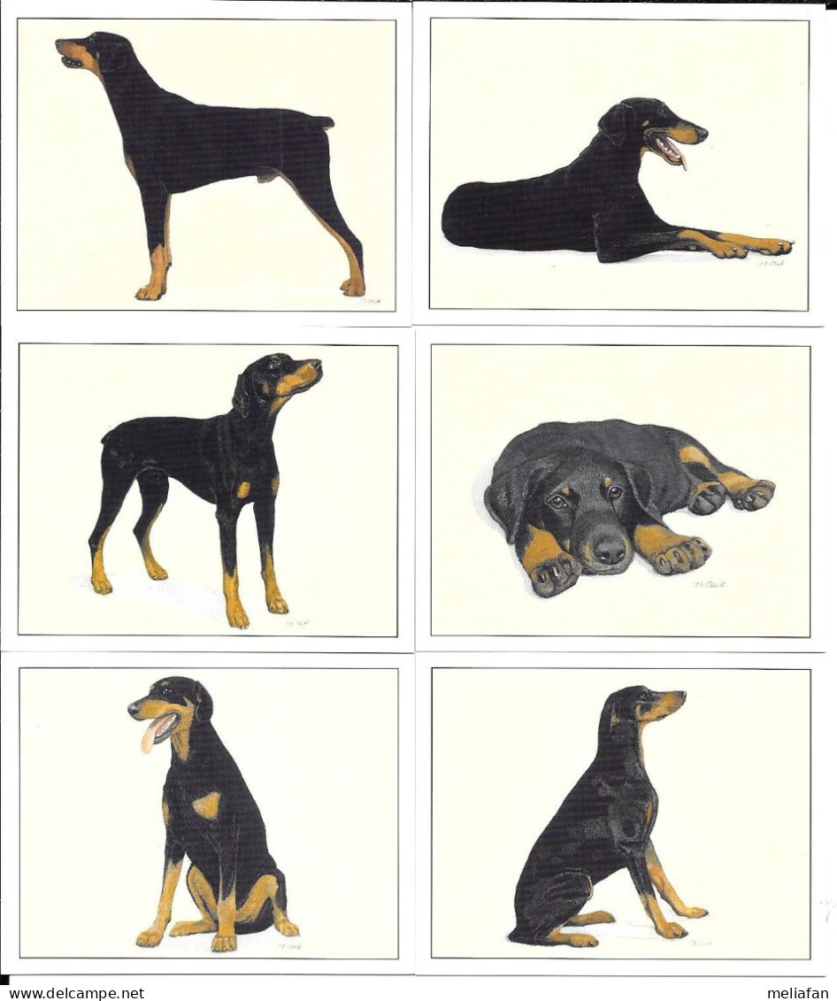 AB96 - SERIE 6 CARTES FORMAT 6 X 7.8 CM - IMPERIAL DOG COLLECTION CHIENS - DOBERMANN - Sonstige & Ohne Zuordnung