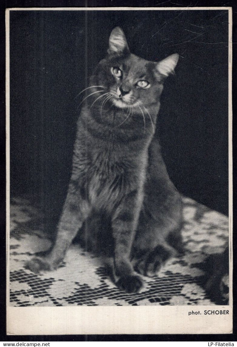 Postcard - Phot. Schober - Cat Posing - Chats
