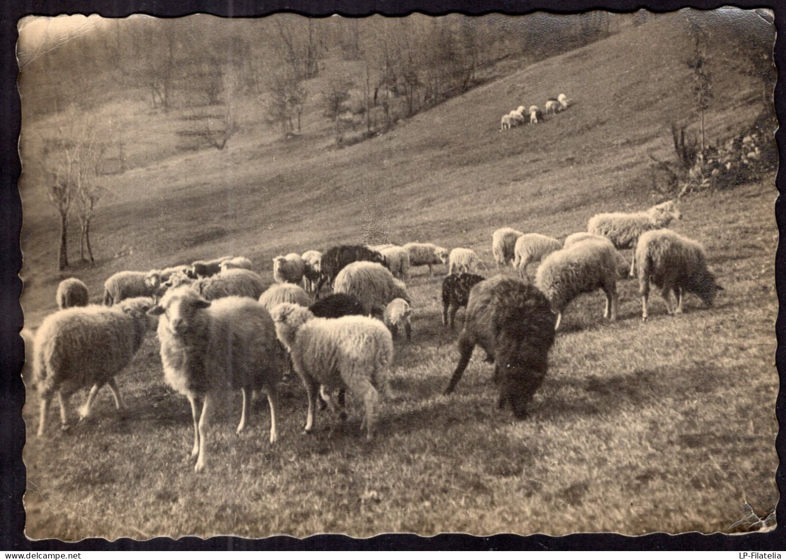 Italy - 1939 - Sheep In The Countryside - Femmes