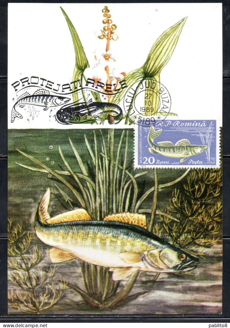 ROMANIA 1960 FISHES PIKEPERCH FISH 20b MAXI MAXIMUM CARD - Cartes-maximum (CM)