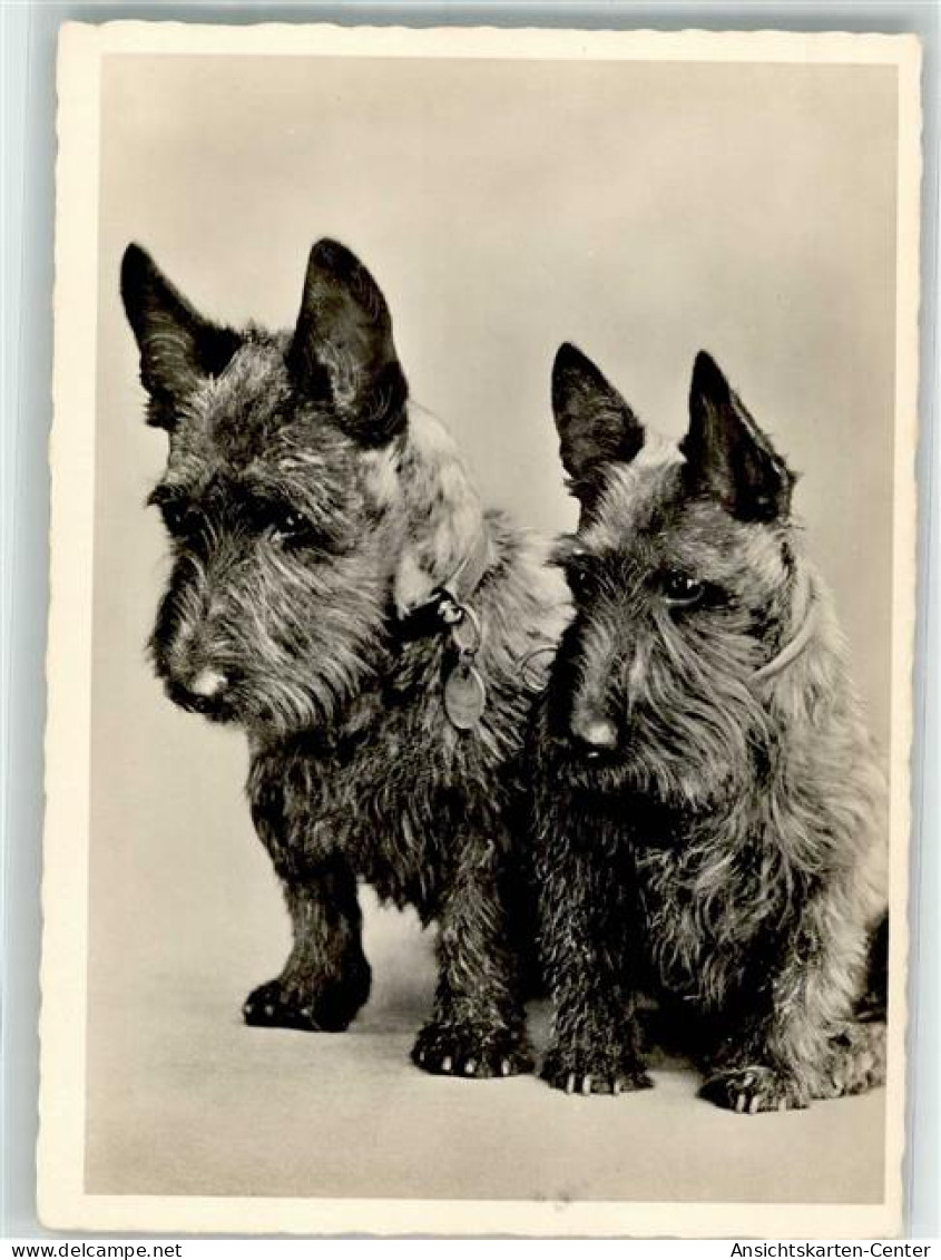 39626506 - Scotish Terrier  Verlag Schwerdtfeger 332 - Chiens