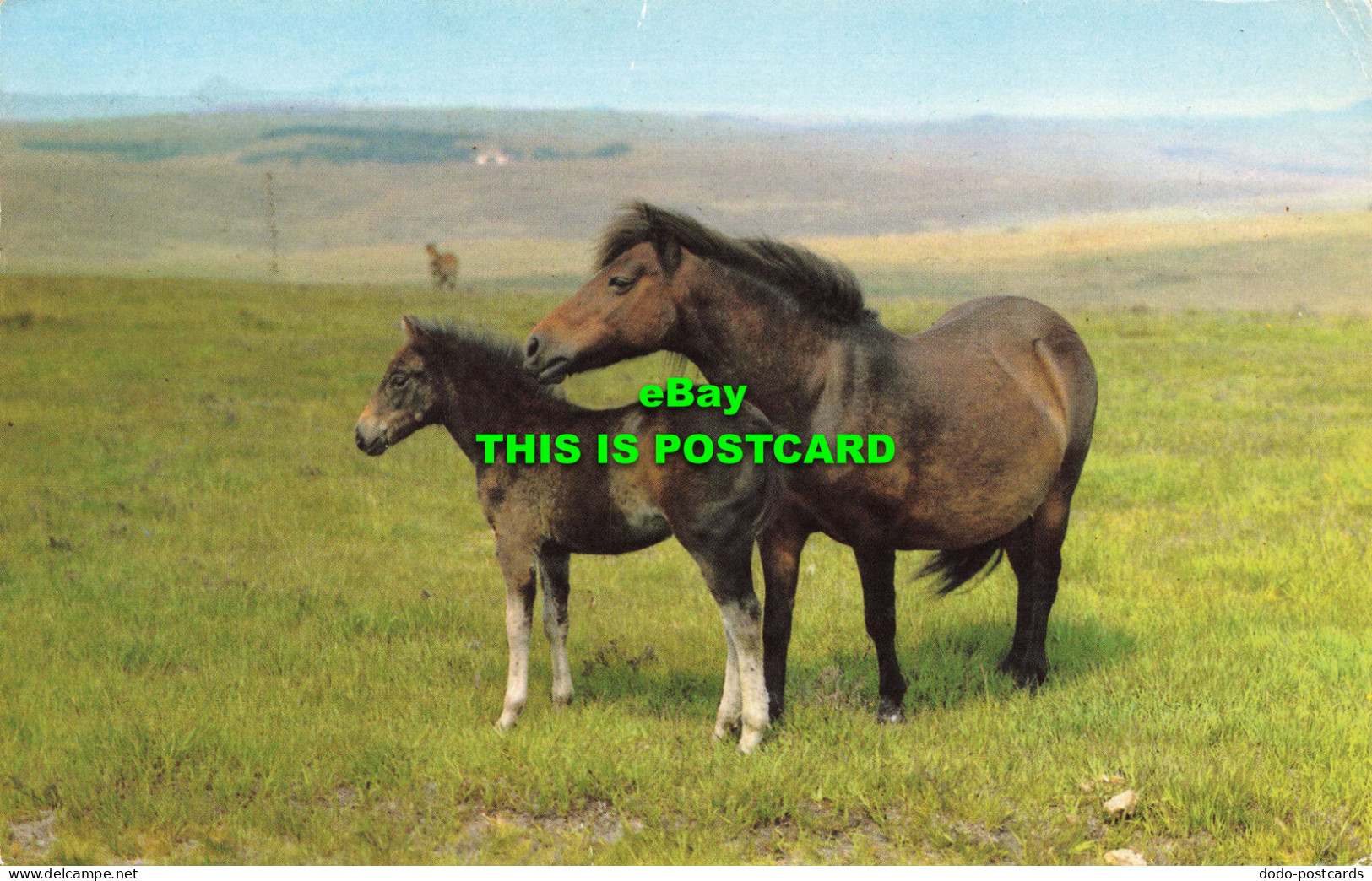R579993 Dartmoor Ponies. 1968 - Monde