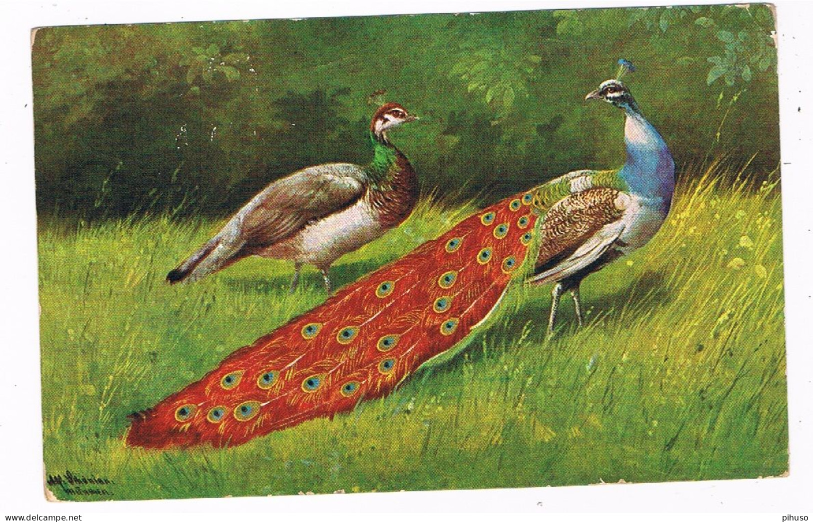 ILL-836  AUGUST MÜLLER : 2 Peacocks ( Pauw) - Müller, August - München