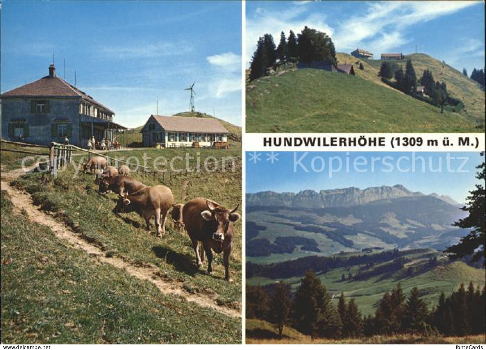 11881074 Hundwilerhoehe Berggasthaus Kuehe Hundwiler Hoehe - Other & Unclassified