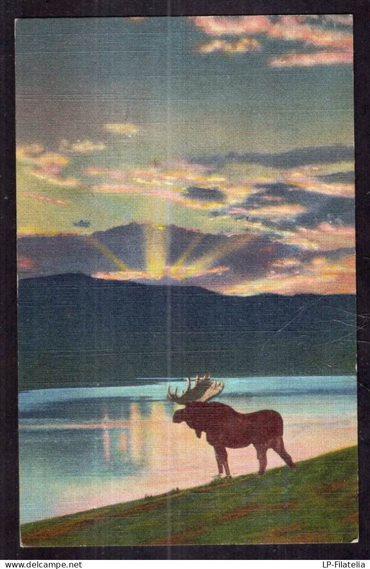 Postcard - Moose - A Bull Moose Comes Down To The Lake At Evening - Other & Unclassified