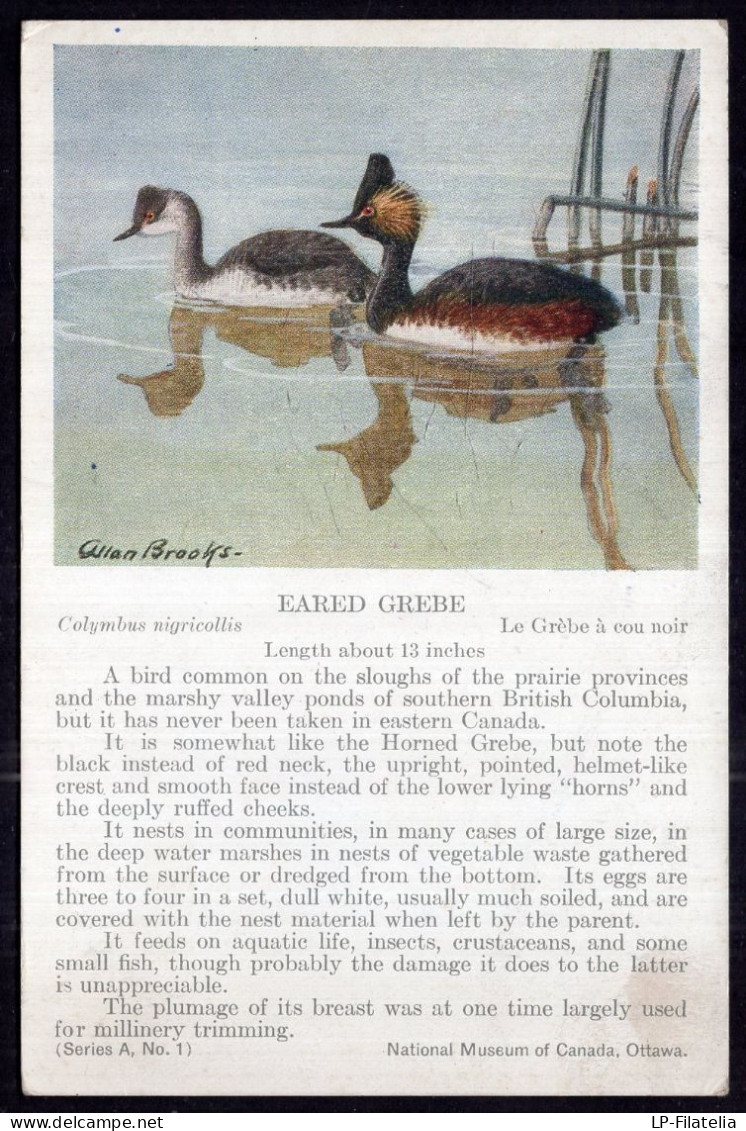 Canada - Alann Brooks Painting - Eared Grebe - Uccelli