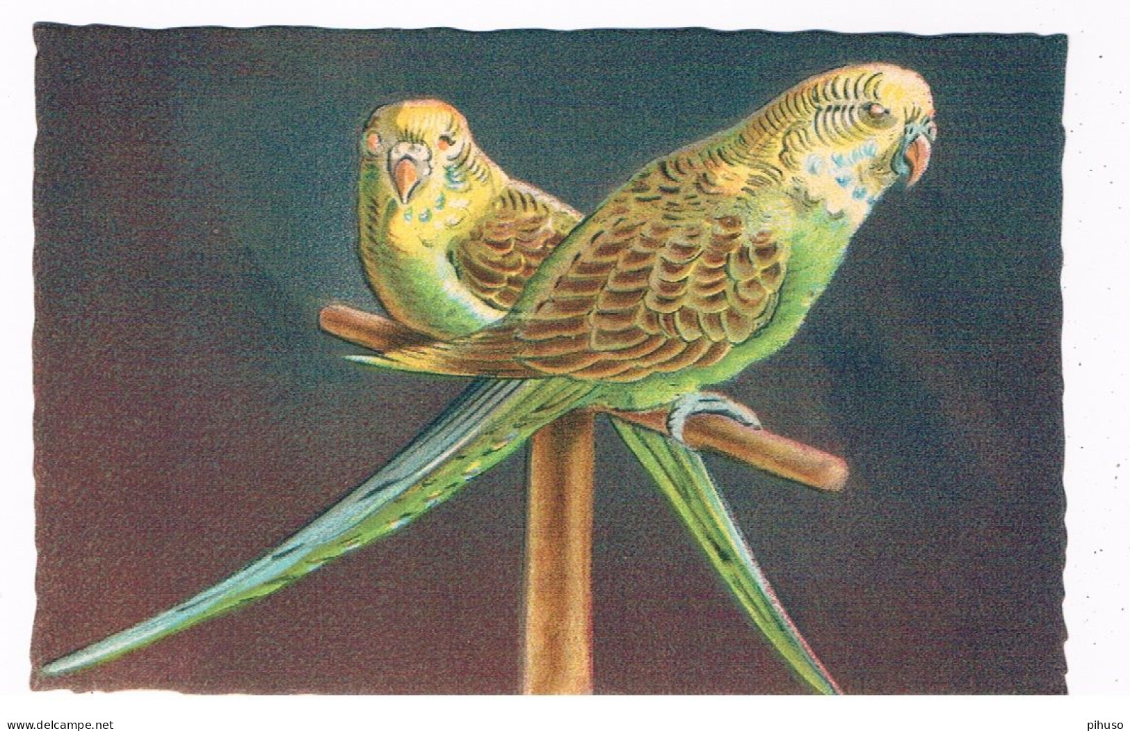 ILL-844  PARAKEETS - 1900-1949