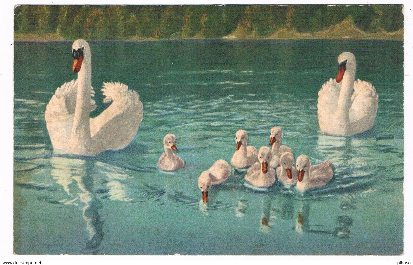 ILL-845   A Couple Of SWANS With Little Ones - 1900-1949