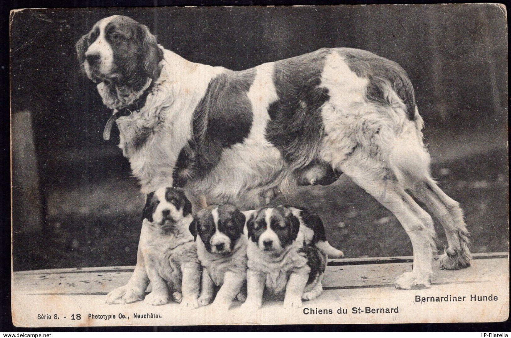 Helvetia - 1906 - Chiens - Chiens Du St. Bernard - Hunde