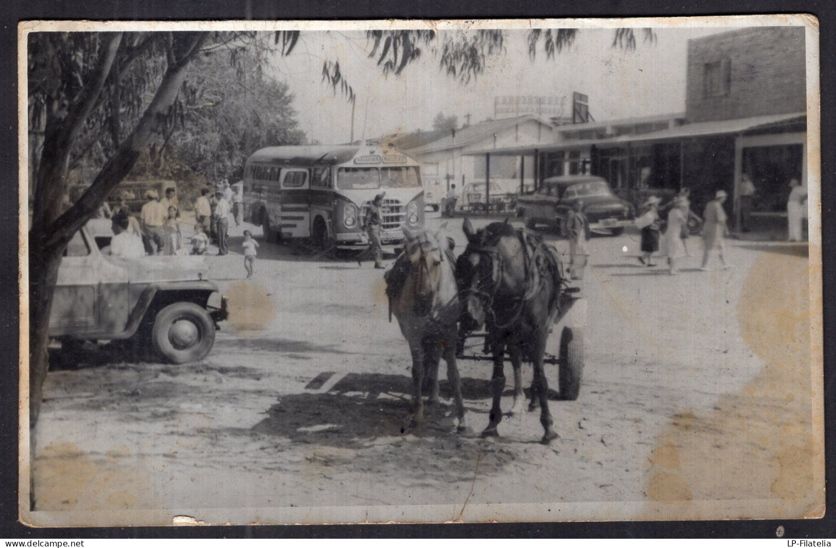 Postcard - 1964 - Horses - Two Horses In A Park - Caballos