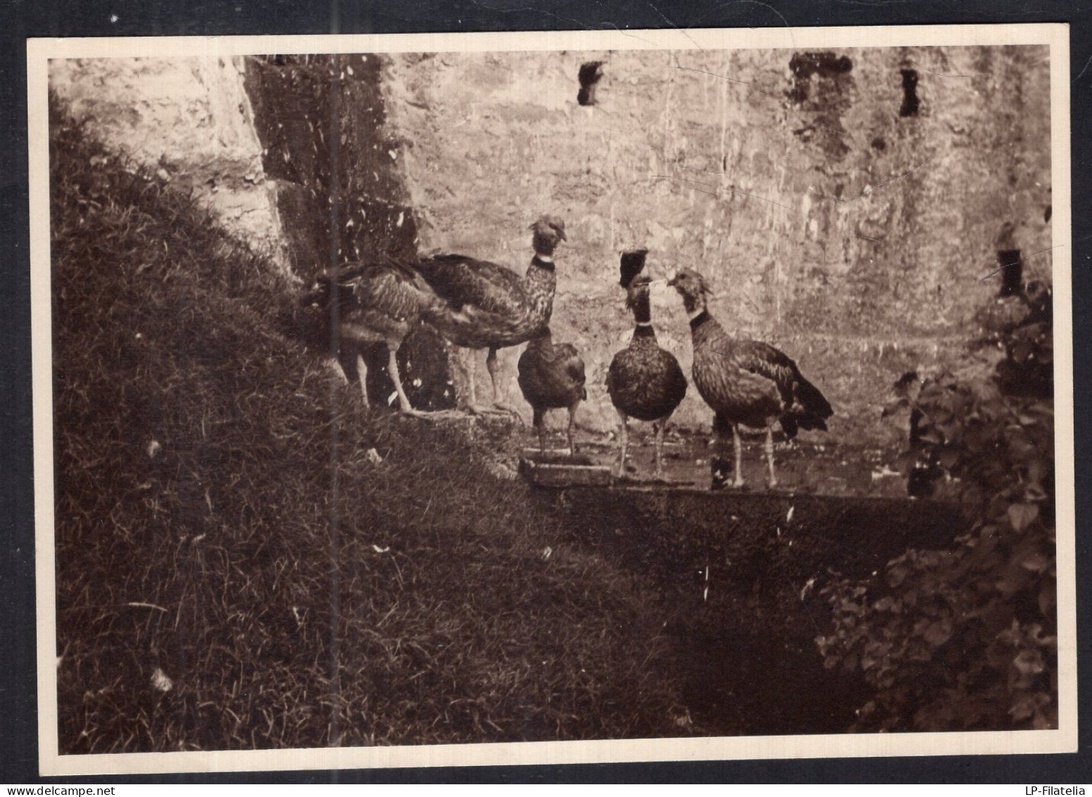 Argentina - Birds - Chajá Gaucho - Southern Screamer - Pájaros