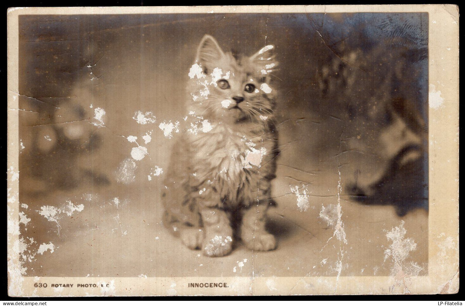 Postcard - Cats - Little Kitten Posing - Chats