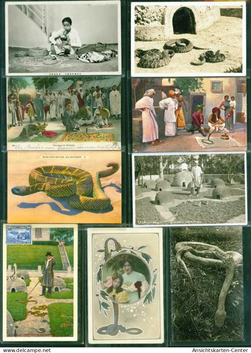40163606 - Schlangen Lot Mit  14 AK, Ca. 1908-1932; Gute Erhaltung, Teils Gelaufen - Other & Unclassified