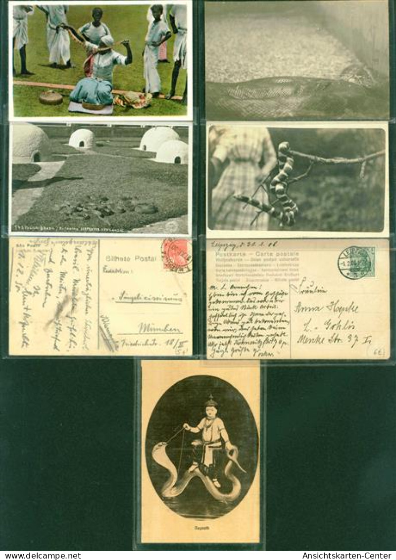 40163606 - Schlangen Lot Mit  14 AK, Ca. 1908-1932; Gute Erhaltung, Teils Gelaufen - Otros & Sin Clasificación