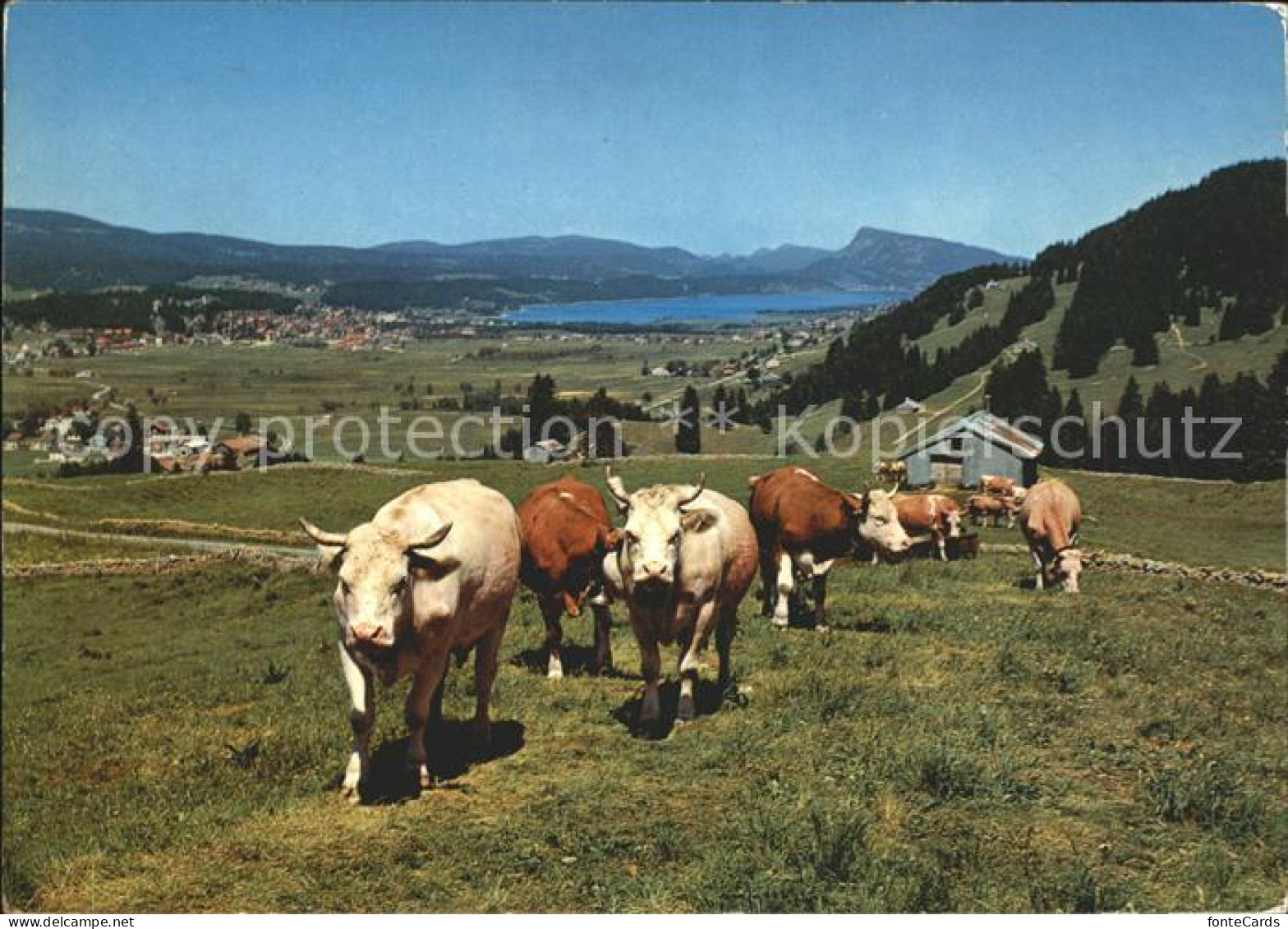 11878292 Le Sentier Vallee De Joux Kuehe Le Sentier - Otros & Sin Clasificación