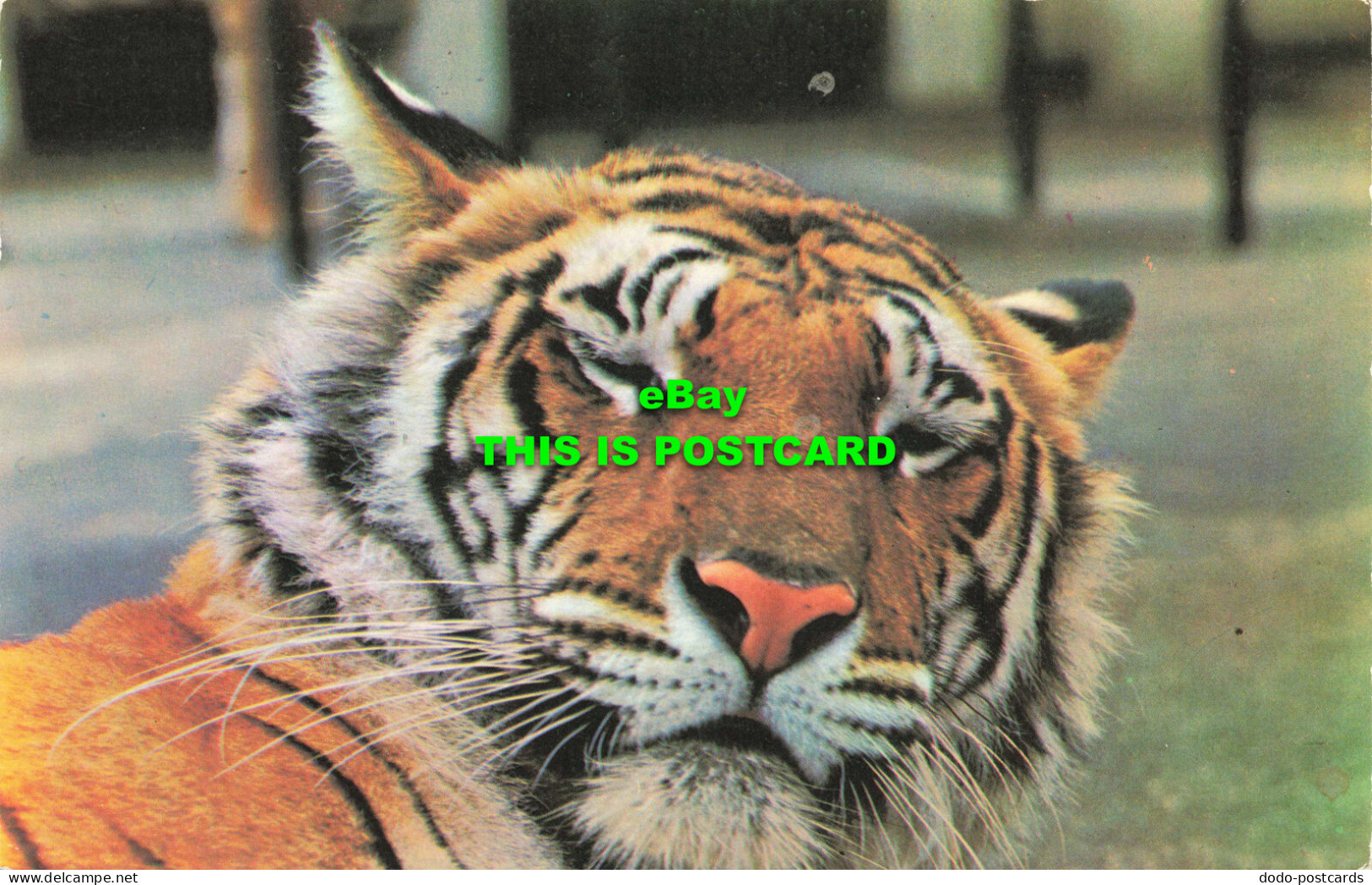 R573698 Tiger. M. Lyster. Zoological Society Of London. 1974 - Other & Unclassified