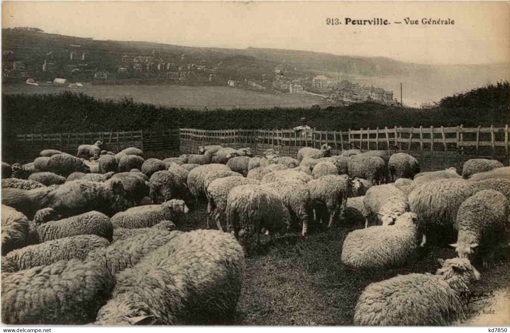 Pourville - Sheep - Sonstige & Ohne Zuordnung