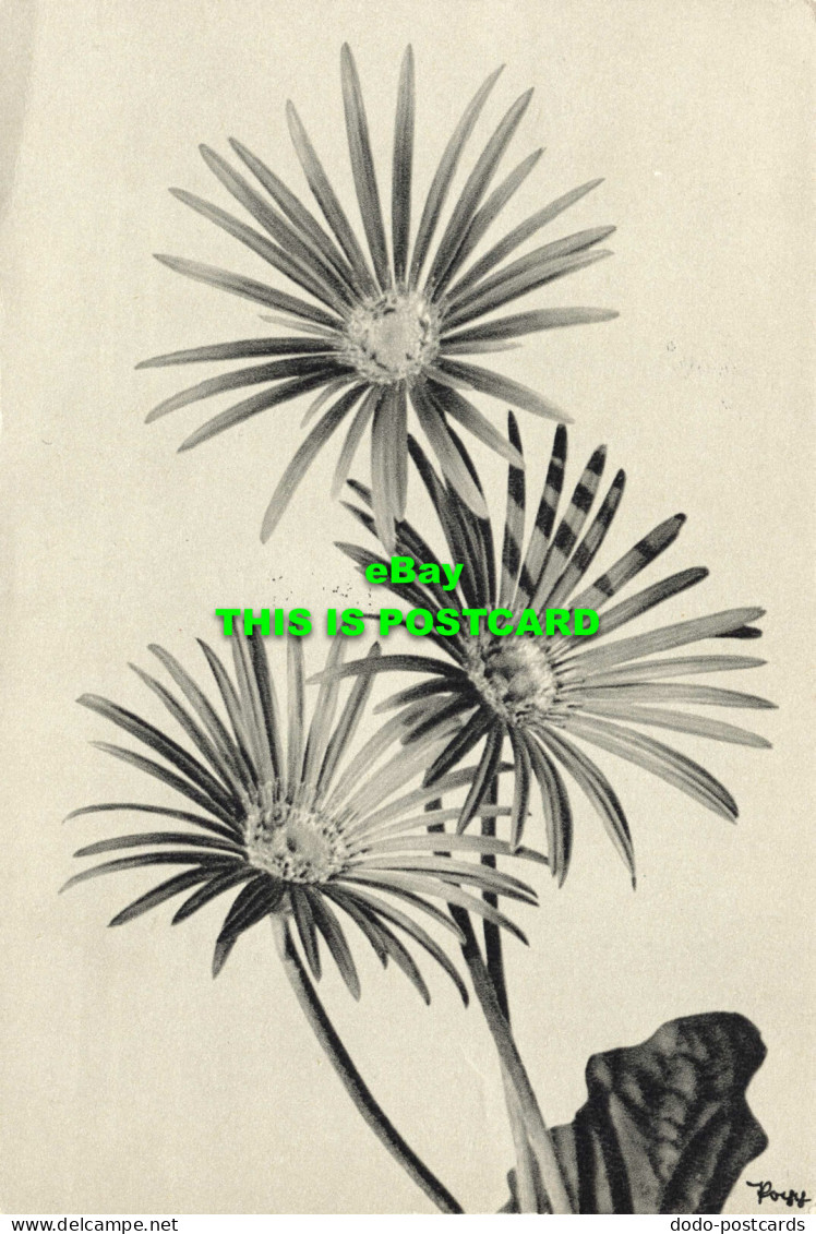 R574849 Gerbera. Flowers. Popp Verlag. 1986 - Monde